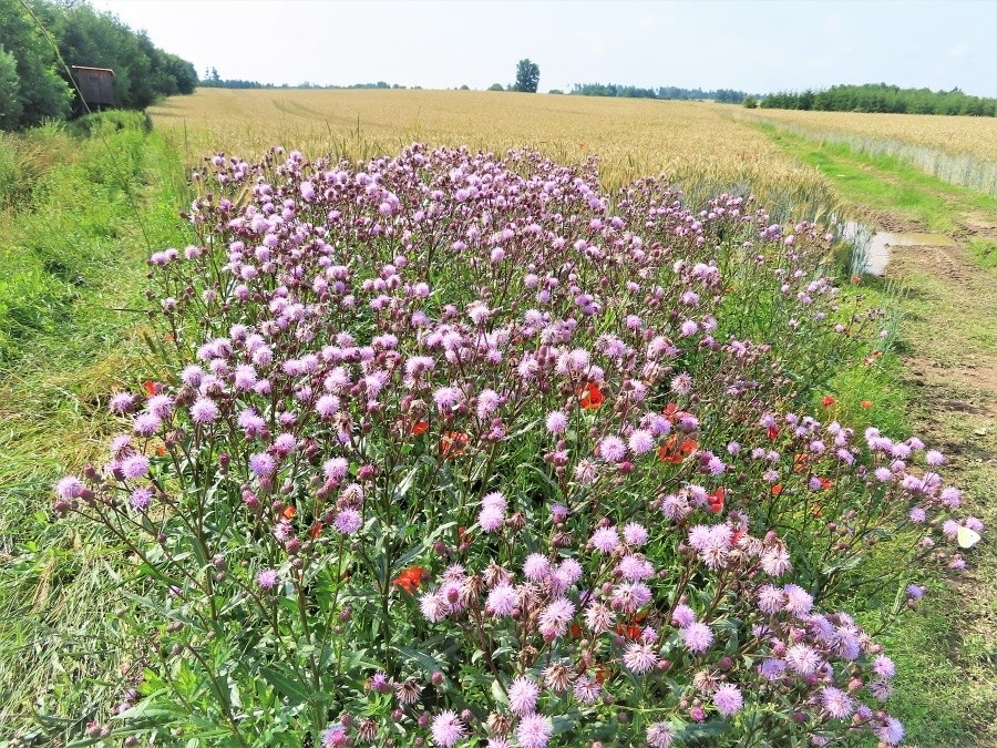 Želivka